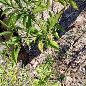 Solanum pseudocapsicum at Tuggeranong, ACT - 31 Aug 2023
