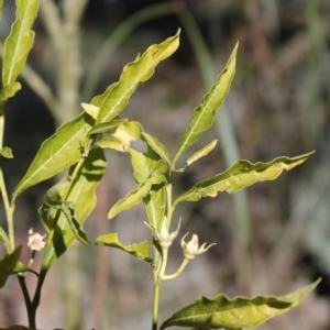 Solanum pseudocapsicum at Tuggeranong, ACT - 31 Aug 2023