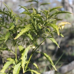 Solanum pseudocapsicum at Tuggeranong, ACT - 31 Aug 2023