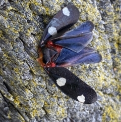 Eurymela distincta (Gumtree leafhopper) at Molonglo River Reserve - 31 Aug 2023 by Steve_Bok