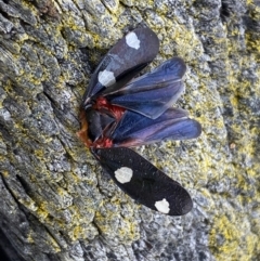 Eurymela distincta at Denman Prospect, ACT - 31 Aug 2023