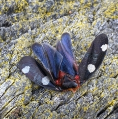 Eurymela distincta at Denman Prospect, ACT - 31 Aug 2023