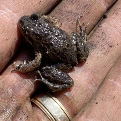 Limnodynastes tasmaniensis (Spotted Grass Frog) at Molonglo River Reserve - 31 Aug 2023 by Steve_Bok