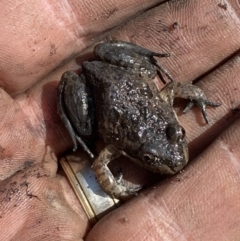 Limnodynastes tasmaniensis at Denman Prospect, ACT - 31 Aug 2023