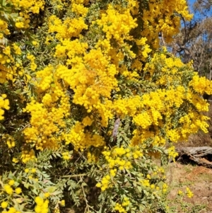 Acacia vestita at Tuggeranong, ACT - 31 Aug 2023