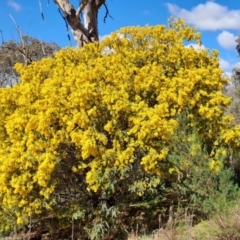 Acacia vestita at Tuggeranong, ACT - 31 Aug 2023