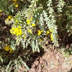 Acacia vestita at Tuggeranong, ACT - 31 Aug 2023