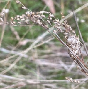 Juncus remotiflorus at Dalton, NSW - 27 Aug 2023