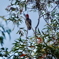 Callocephalon fimbriatum (Gang-gang Cockatoo) at Broulee Moruya Nature Observation Area - 29 Aug 2023 by Gee