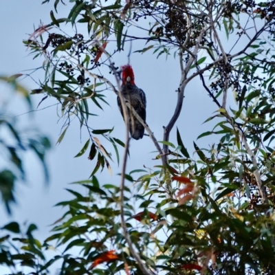 Callocephalon fimbriatum (Gang-gang Cockatoo) at Broulee Moruya Nature Observation Area - 29 Aug 2023 by Gee