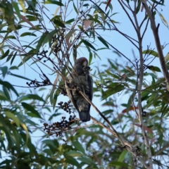 Callocephalon fimbriatum at Broulee, NSW - 30 Aug 2023