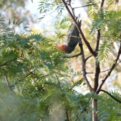 Callocephalon fimbriatum at Broulee, NSW - suppressed