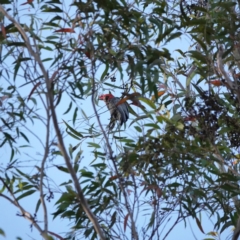 Callocephalon fimbriatum at Broulee, NSW - 30 Aug 2023