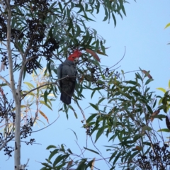 Callocephalon fimbriatum at Broulee, NSW - 30 Aug 2023