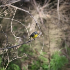 Eopsaltria australis (Eastern Yellow Robin) at Kambah Pool - 26 Aug 2023 by patrick25