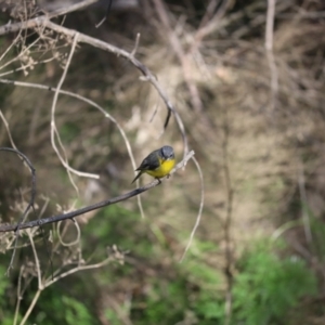 Eopsaltria australis at Tuggeranong, ACT - 26 Aug 2023 12:25 PM