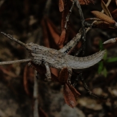 Coryphistes ruricola (Bark-mimicking Grasshopper) at Rendezvous Creek, ACT - 31 Aug 2023 by JohnBundock