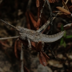 Coryphistes ruricola at Rendezvous Creek, ACT - 31 Aug 2023