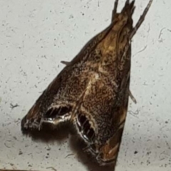 Glaucocharis dilatella (A Crambid moth) at Goomboorian, QLD - 28 Aug 2023 by KevinM