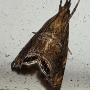 Glaucocharis dilatella at Goomboorian, QLD - 28 Aug 2023