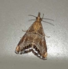 Glaucocharis dilatella at Goomboorian, QLD - 28 Aug 2023