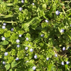 Veronica persica (Creeping Speedwell) at Red Hill to Yarralumla Creek - 31 Aug 2023 by ruthkerruish