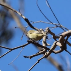 Acanthiza lineata (Striated Thornbill) at Tuggeranong, ACT - 26 Aug 2023 by patrick25