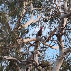 Callocephalon fimbriatum (Gang-gang Cockatoo) at Curtin, ACT - 29 Aug 2023 by patrick25