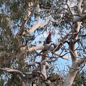 Callocephalon fimbriatum at Curtin, ACT - suppressed