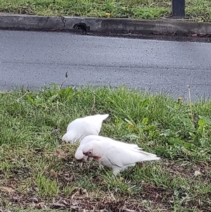 Cacatua tenuirostris at Phillip, ACT - 30 Aug 2023