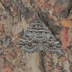 Dichromodes explanata (Fine-lined Heath Moth) at Namadgi National Park - 31 Aug 2023 by JohnBundock