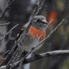 Petroica boodang (Scarlet Robin) at Rendezvous Creek, ACT - 31 Aug 2023 by JohnBundock