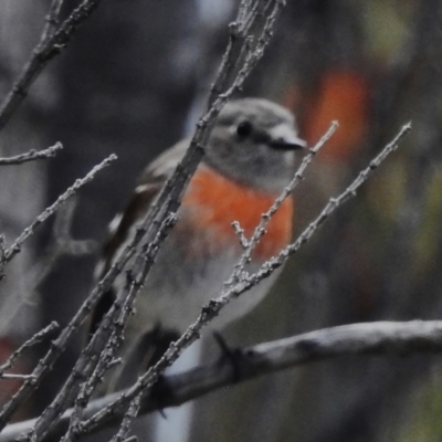 Petroica boodang (Scarlet Robin) at Rendezvous Creek, ACT - 31 Aug 2023 by JohnBundock