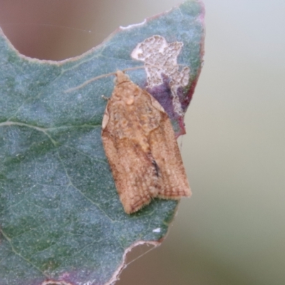 Epiphyas postvittana (Light Brown Apple Moth) at Deakin, ACT - 30 Aug 2023 by LisaH