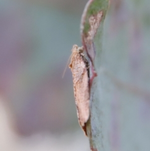 Epiphyas postvittana at Deakin, ACT - 30 Aug 2023