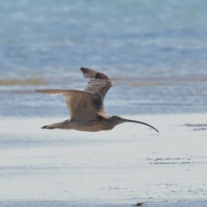 Numenius madagascariensis at Wellington Point, QLD - 31 Aug 2023