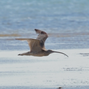 Numenius madagascariensis at Wellington Point, QLD - 31 Aug 2023 01:20 PM