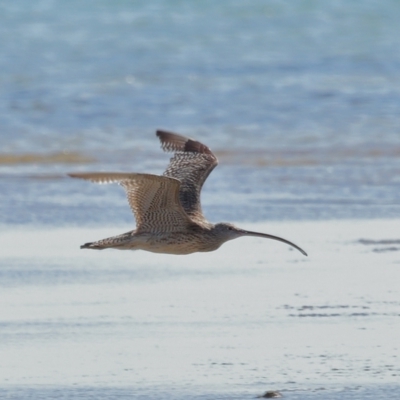 Numenius madagascariensis (Eastern Curlew) at Wellington Point, QLD - 31 Aug 2023 by TimL