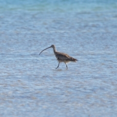 Numenius madagascariensis at Wellington Point, QLD - 31 Aug 2023