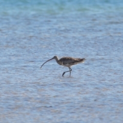 Numenius madagascariensis at Wellington Point, QLD - 31 Aug 2023