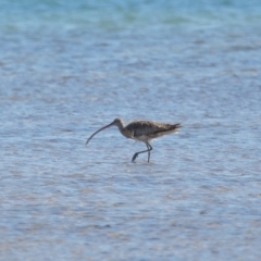 Numenius madagascariensis at Wellington Point, QLD - 31 Aug 2023 01:20 PM