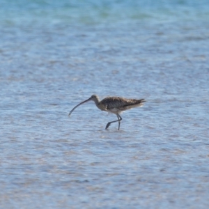 Numenius madagascariensis at Wellington Point, QLD - 31 Aug 2023