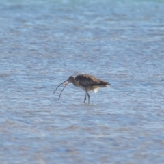 Numenius madagascariensis at Wellington Point, QLD - 31 Aug 2023