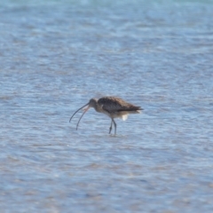 Numenius madagascariensis at Wellington Point, QLD - 31 Aug 2023 01:20 PM