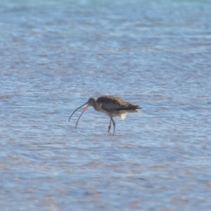 Numenius madagascariensis at Wellington Point, QLD - 31 Aug 2023