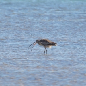 Numenius madagascariensis at Wellington Point, QLD - 31 Aug 2023 01:20 PM
