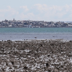 Numenius madagascariensis at Wellington Point, QLD - 31 Aug 2023