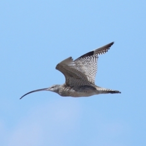 Numenius madagascariensis at Wellington Point, QLD - 31 Aug 2023 01:40 PM