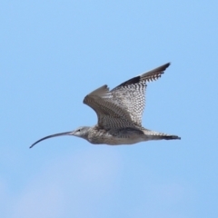 Numenius madagascariensis (Eastern Curlew) at Wellington Point, QLD - 31 Aug 2023 by TimL