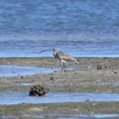 Numenius madagascariensis at Wellington Point, QLD - 31 Aug 2023 01:40 PM